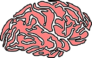 brain, human, cerebrum-36243.jpg